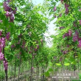 山西香花槐|1-5公分香花槐供應(yīng)|錦豐苗木合作社