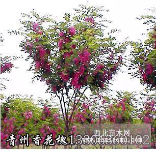 濰坊香花槐 香花槐小苗