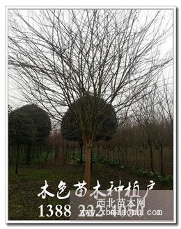 成都紅花紫薇熱銷(xiāo)中，木色園林供應(yīng)大紅紫薇