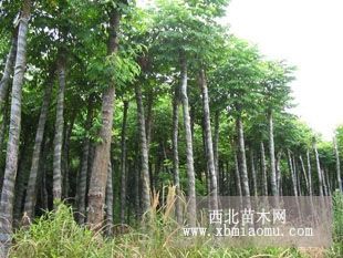 供應欒樹  山西欒樹價格 欒樹基地 北欒種子