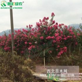 种植速生玫红紫薇 经济效应快 回报快 玫红紫薇江西绿农供应