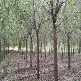 银杏树，樱花供应