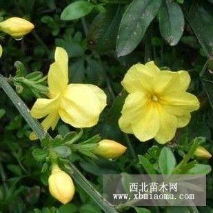 迎春花