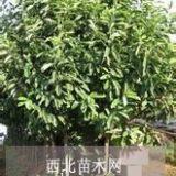 深山含笑行情 深山含笑信息 深山含笑產(chǎn)地