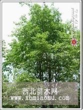 杜仲行情 杜仲信息 杜仲产地