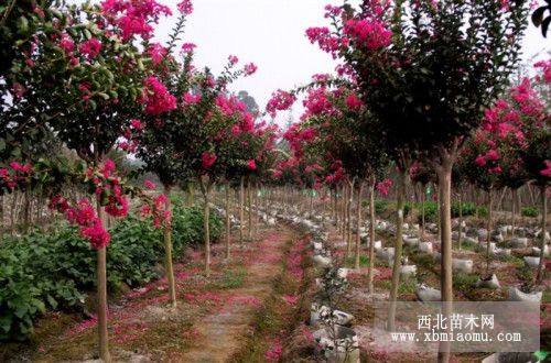 四川高桿紅花紫薇