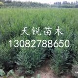 山東榆樹小苗種植基地 榆樹小苗供應(yīng)商