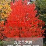 美國(guó)紅楓產(chǎn)地 美國(guó)紅楓批發(fā) 南京美國(guó)紅楓行情