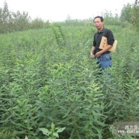 皂荚之乡刺用皂角小苗20万株