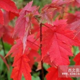 選購美國紅楓到山泉美國紅楓苗圃基地