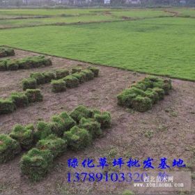 绿化草坪批发基地 郴州草坪价格 大量供应绿化草坪