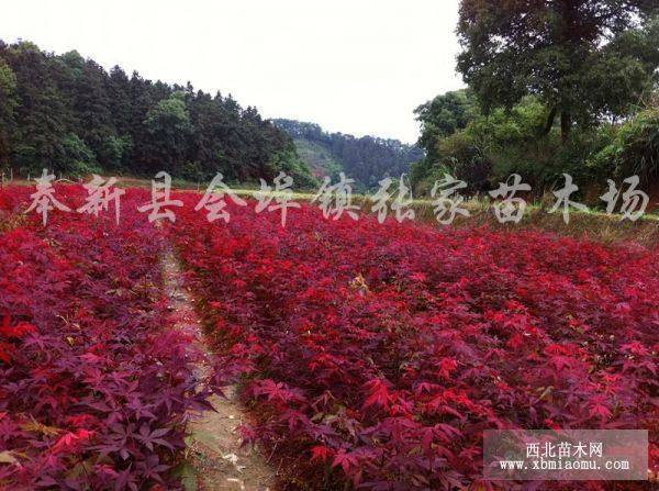 青錢柳，濕地松.