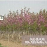 供應香花槐3公分/20元