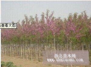 供應(yīng)香花槐