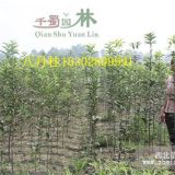 八月桂種條1.5米高的，桂花價(jià)格