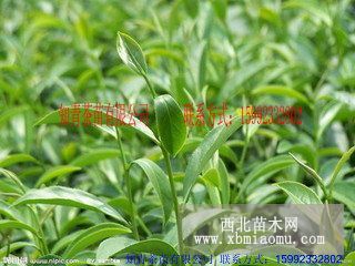 高品質(zhì)烏葉茶苗 潮州種植區(qū)