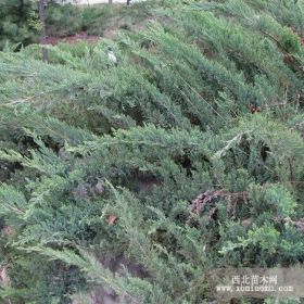 各種規格爬地柏，沭陽恒景園林大量供應，量大從優。