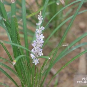 沭陽恒景園林長期大量供應各種規格沿階草