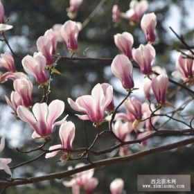 沭陽恒景園林長期大量供應各種規格辛夷