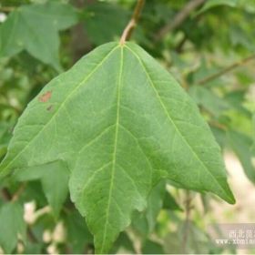 沭陽恒景園林長期大量供應各種規格三角楓