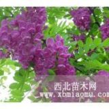 1----6公分香花槐苗木供應(yīng)