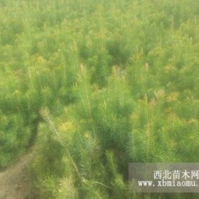 陜西榆林出售樟子松 旱柳饅頭柳 沙地柏云杉油松 側柏山桃杏等