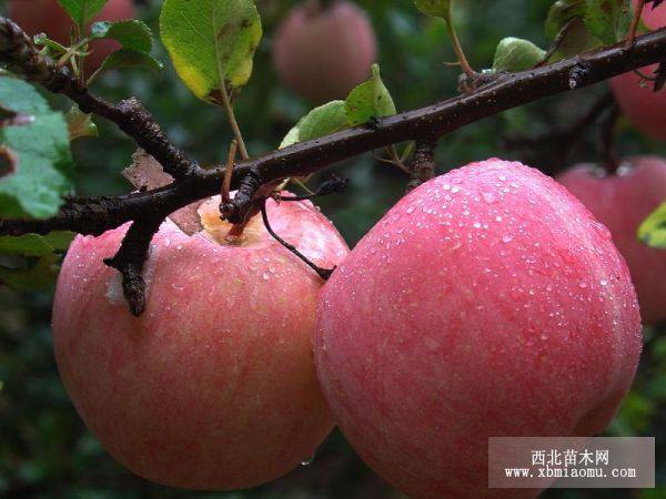 山東紅富士蘋果價格