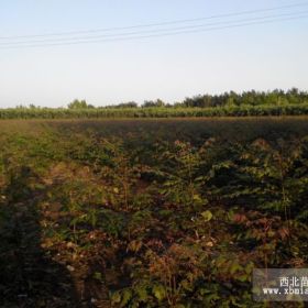 北欒小苗價(jià)格，北欒小苗種植基地，北欒小苗專業(yè)供應(yīng)商