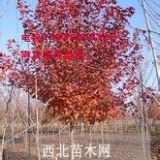 廠部供應(yīng)美國紅楓基地，美國紅楓多少錢價格