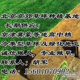 承德销售草坪 承德绿化草坪 承德卖草坪耐寒草坪