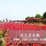 2014紅葉石楠價格 紅葉石楠直銷 紅葉石楠基地