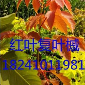 吉林東豐紅葉復(fù)葉槭苗|楊木林紅葉糖槭苗