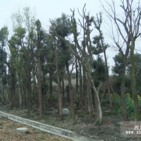 四川香樟價格 2014年香樟價格 成都香樟價格 香樟產(chǎn)地