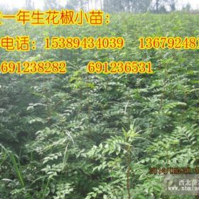 供应花椒苗、陕西花椒、周至大红袍花椒苗多少钱一棵