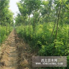 河北（國槐）小苗基地精準(zhǔn)報價