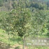 3公分桂花苗＿4公分桂花樹(shù)價(jià)格＿5公分桂花樹(shù)桂花苗直銷(xiāo)