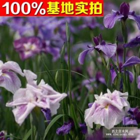 供應(yīng)玉蟬花、玉蟬花苗、玉蟬花小苗、玉蟬花工程苗