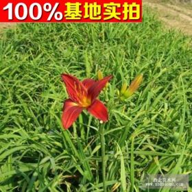 供应红运萱草、红运萱草苗、红运萱草小苗、红运萱草工程苗