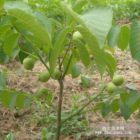 核桃苗，核桃苗基地