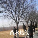 山东白蜡种植批发基地 白蜡树价格 白蜡小苗 临沂白蜡基地