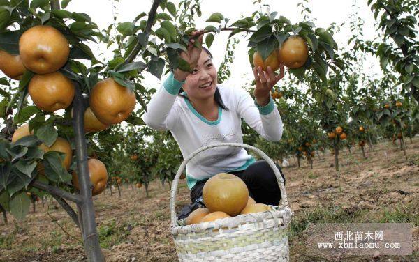 菏泽果树苗批发