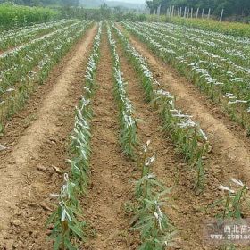 平度大澤山供應(yīng)桃樹苗春雪永蓮蜜桃映霜紅桃甜油桃