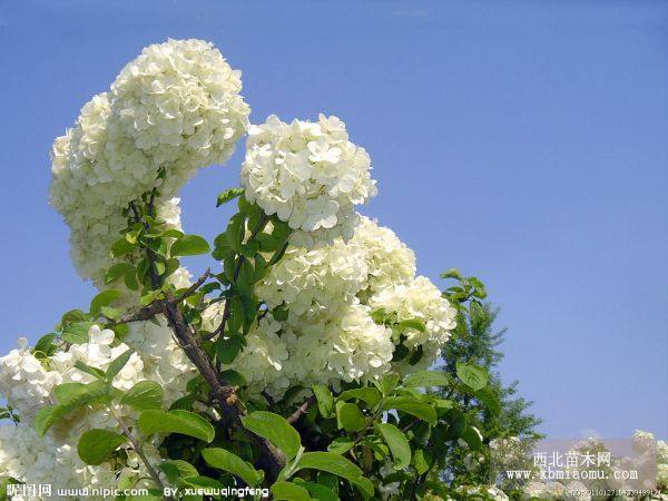 大花水椏木（木秀球）