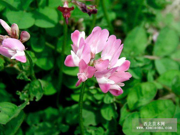 自家苗圃供應(yīng)紅花草 紅花草批發(fā)