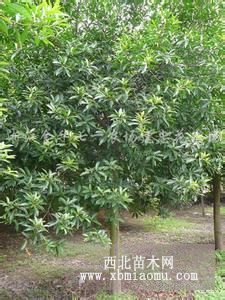 獨(dú)桿桂花樹(shù)12公分15公分桂花價(jià)格-湖北咸寧桂花之鄉(xiāng)