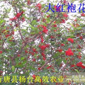 花椒苗价格2毛钱是真的