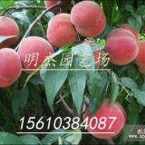 中油12號桃苗