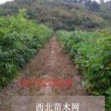 一年生馬褂木小苗/無患子小苗50-120公分