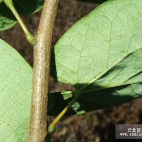 繁花似錦高大挺拔行道樹新貴巨紫荊苗