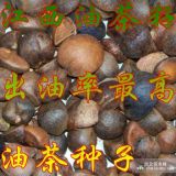 批發(fā)油茶籽，山茶籽，茶油籽品種好出油率高